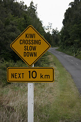 Kiwi